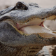 A happy alligator contemplates reptile spring break.